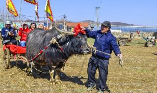 山东日照2024年大案