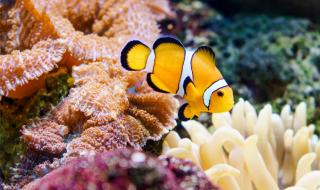 长隆水上乐园情侣票