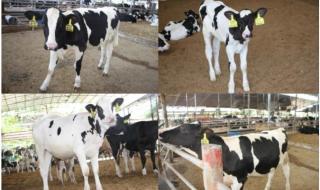 一千头伤心的奶牛