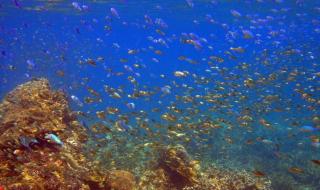 只要为你活一天珊瑚