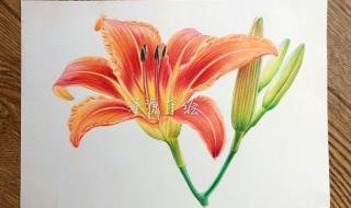 忘忧草代表什么意思